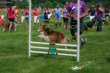 Highland Games Dog Competition