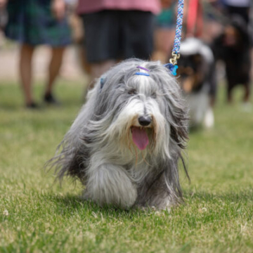 2024 Scottish Festival and Highland Games